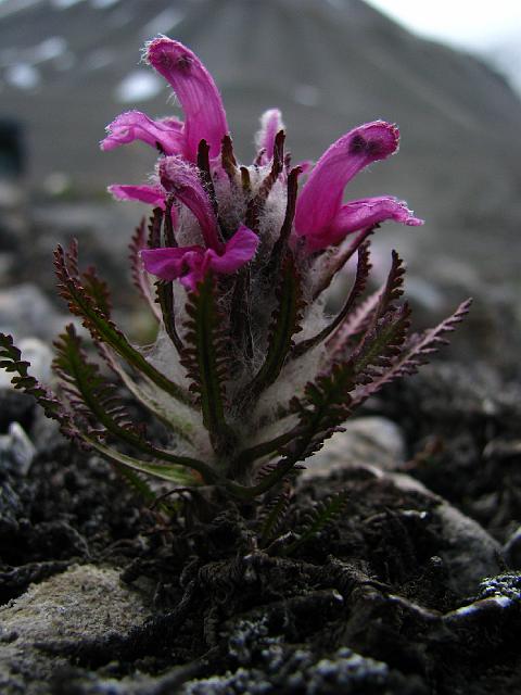 pedicularis_daysantha_phantomodden_15july 001.jpg - Plus de 40 espèces identifiées sur les 64 signalées sur Bünsowland ...